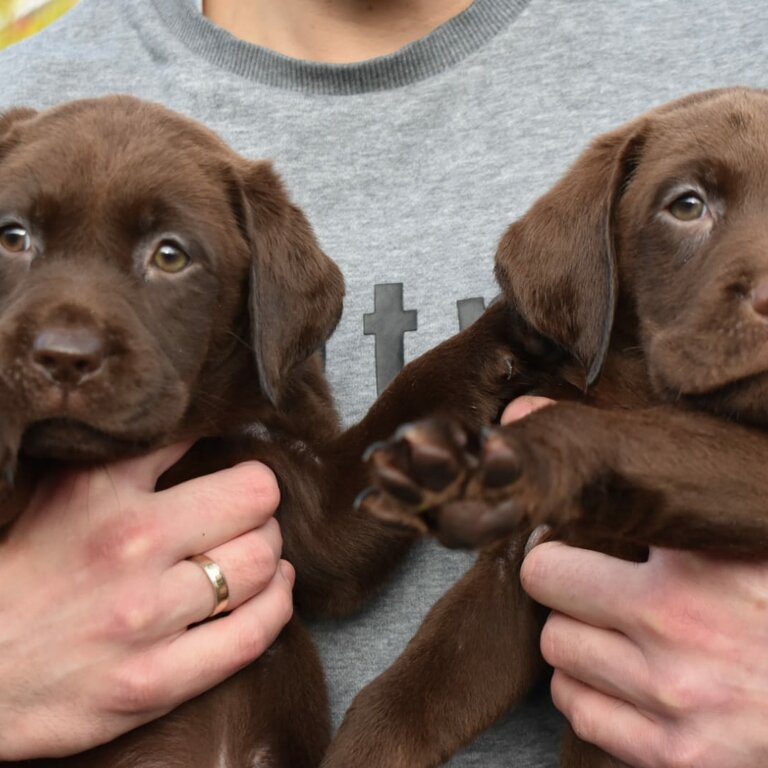 Chocolate Labrador 