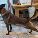 Belgian Malinois - For Rehoming-2