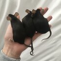 Pet fancy mice-5