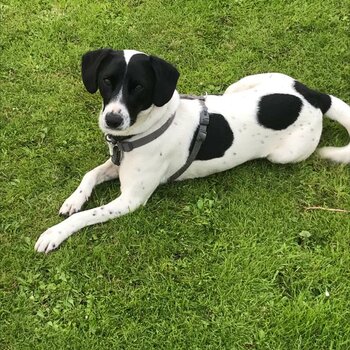 Handsome Loki.  A 2 year old Cocker x Jack Russell. 