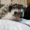 Pygmy Hedgehog-4