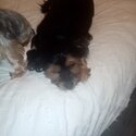 Alfie &amp; Teddy are 2 very loving house pets who are fully vaxed and house trained-3