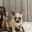 Amazing French Bulldogs Up for Adoption-2