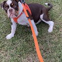 Charlie Tri colour old English bulldog-2