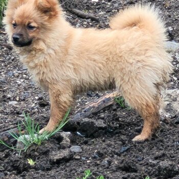 Pomeranian puppie