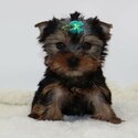 Registered Yorkie Puppies for Adoption-0