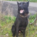 Beautiful black German Shepherd-1