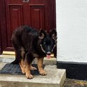 Beautiful German Shepherd pup . Almost fully trained -0