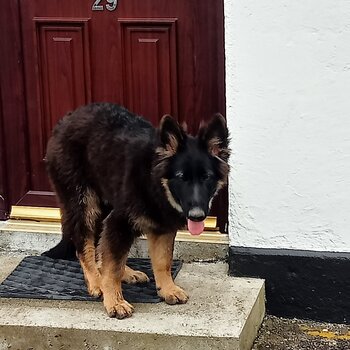 Beautiful German Shepherd pup . Almost fully trained 