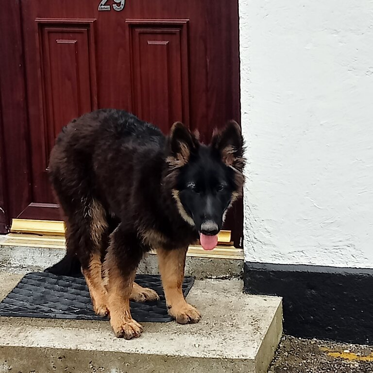 Beautiful German Shepherd pup . Almost fully trained 