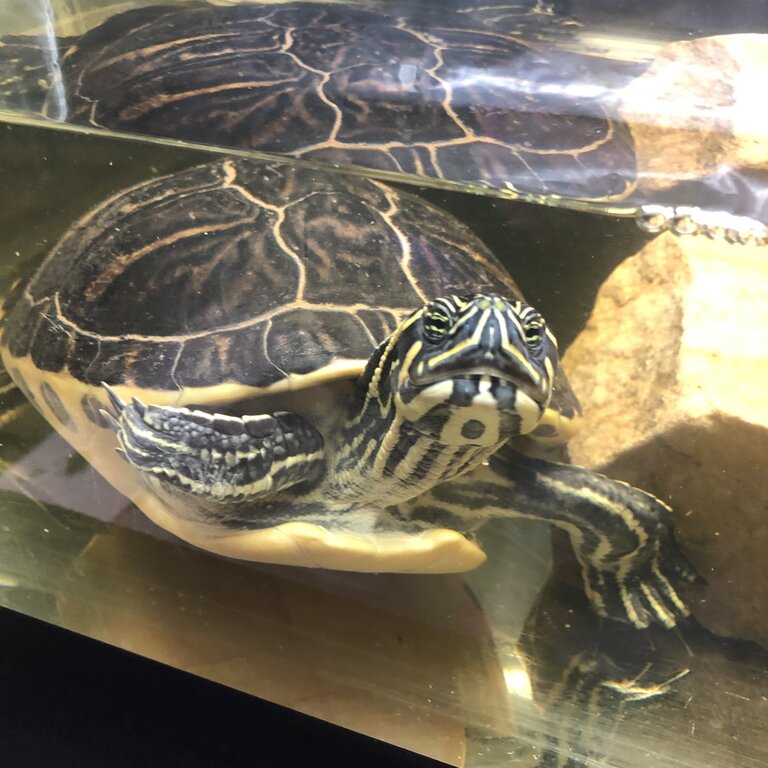 Yellow belly turtle 