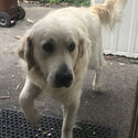 18 months old male Golden retriever -1