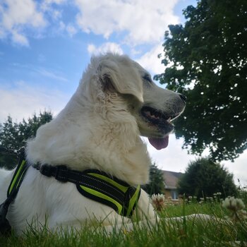 Beautiful Cream Golden Retriever for adoption. Will only go to a loving home.