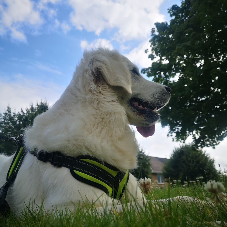 Beautiful Cream Golden Retriever for adoption. Will only go to a loving home.