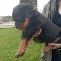 Rottweiler pups-5