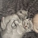 Pedigree British Shorthair kittens-2