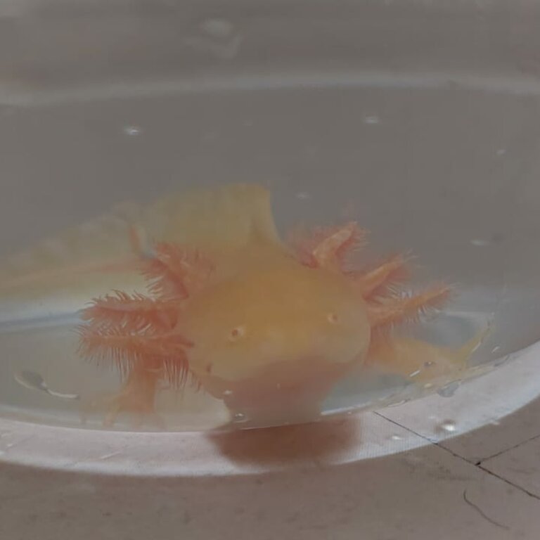 Golden Albino Axolotl