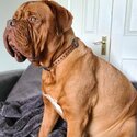 Beautiful DDB French Mastiff -4