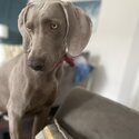 Weimaraner -3