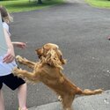 Cocker Spaniel Puppy-2