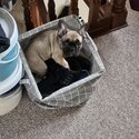 French Bulldog pup for sale -4