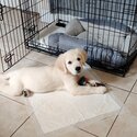 Golden retriever puppy -1