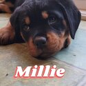 Rottweiler puppies for sale-3