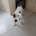 English bull terrier/English bulldog cross-1