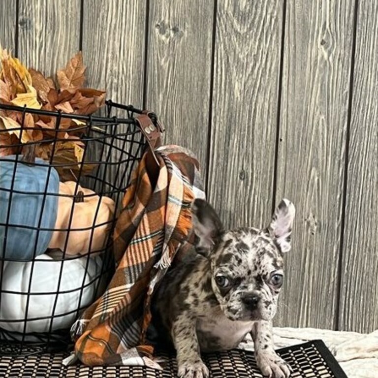 Beautiful French Bulldog Puppies Available