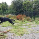 Beautiful Full Black German Shepherd Dog 14 months-0