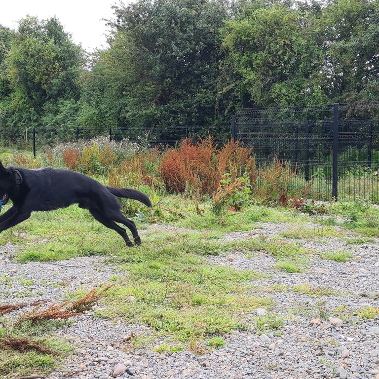 Beautiful Full Black German Shepherd Dog 14 months