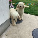 Dogs. Male and female cockapoos for sale -1