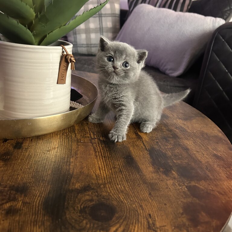 Pedigree British Shorthair kittens