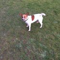 Loving Jack Russell -1