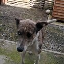 Lurcher collie male-1