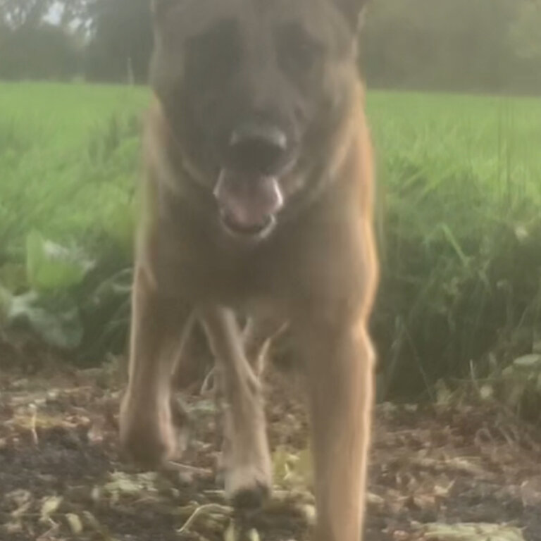 Malinois x German shepherd 