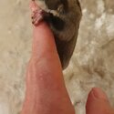 Sugar Glider -2