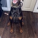 Doberman female -1