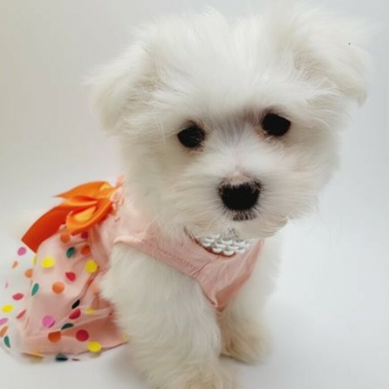 Super adorable Teacup Maltese Puppies