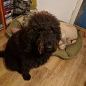 Labradoodle for sale -5