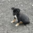 Australian kelpie/Welsh Collie sheepdogs-3