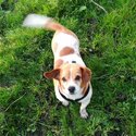 Jack Russell terrier-1