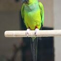 Aratinga nanday (Nanday parakeet) black hooded parrot-4