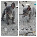 Beautiful French bulldogs. Top blood lines -2