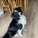 Bordie collie for adoption -0