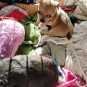 1 male long hair chihuahua and 1 girl short hair chihuahua -4