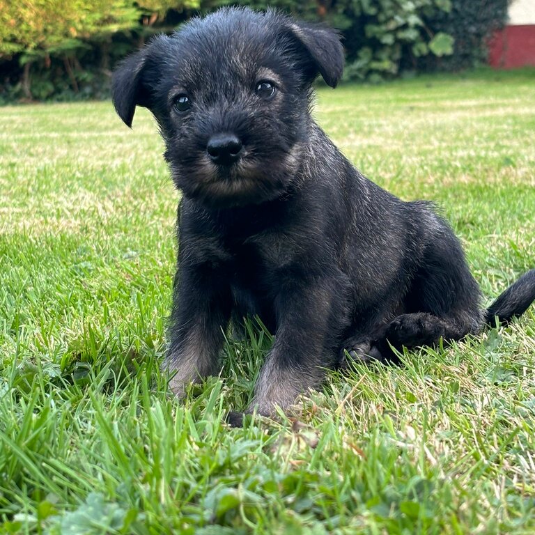 Standard Schnauzer puppies IKC Registered 